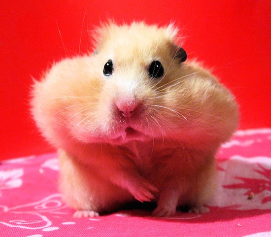 funny_hamsters_picture_5.jpg