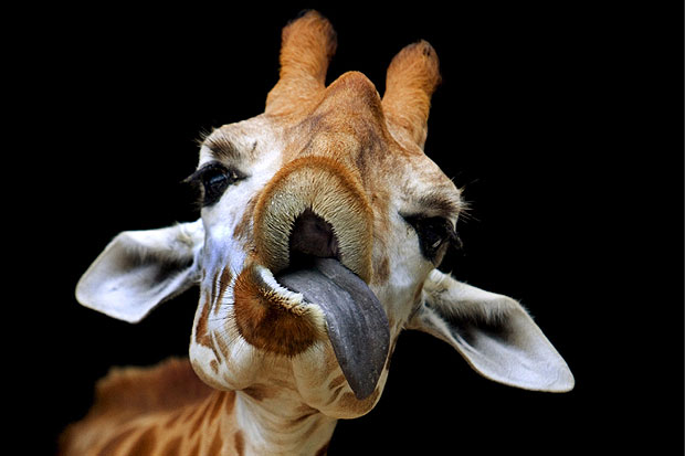 giraffa.jpg
