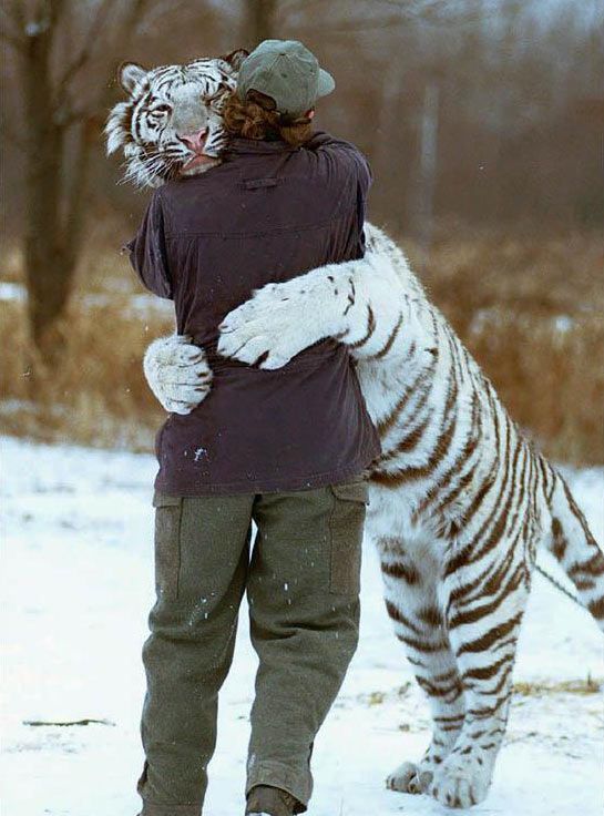 daaa1db7d3534b32c36fccbe57fb618a--big-hugs-white-tigers.jpg