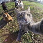 gatto_selfie_2.jpg