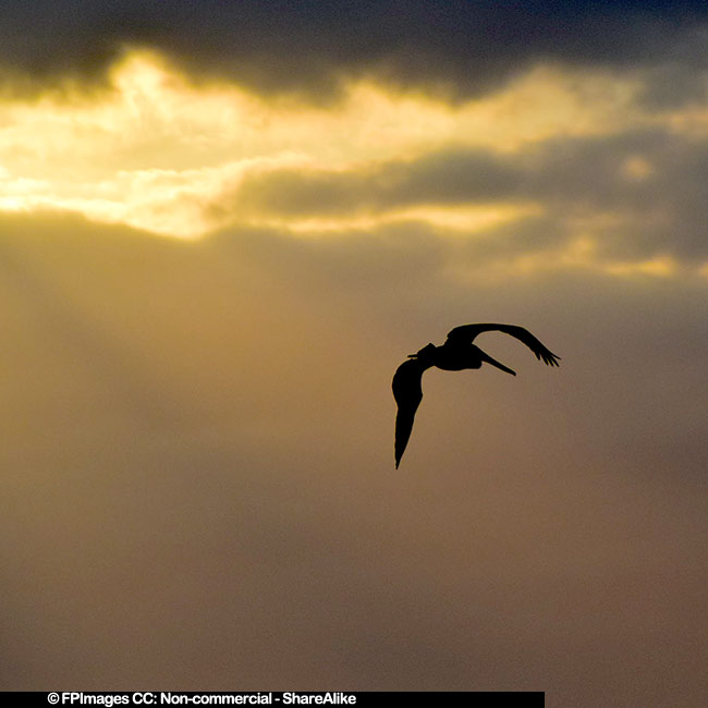 cuba-cayo-coco-pelican-sunrise-sky.jpg