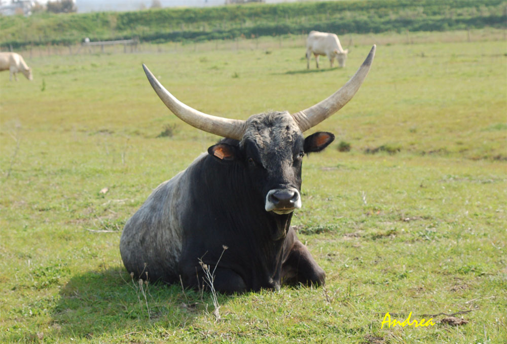 Ignoto.JPG_2008515182134_Ignoto.JPG