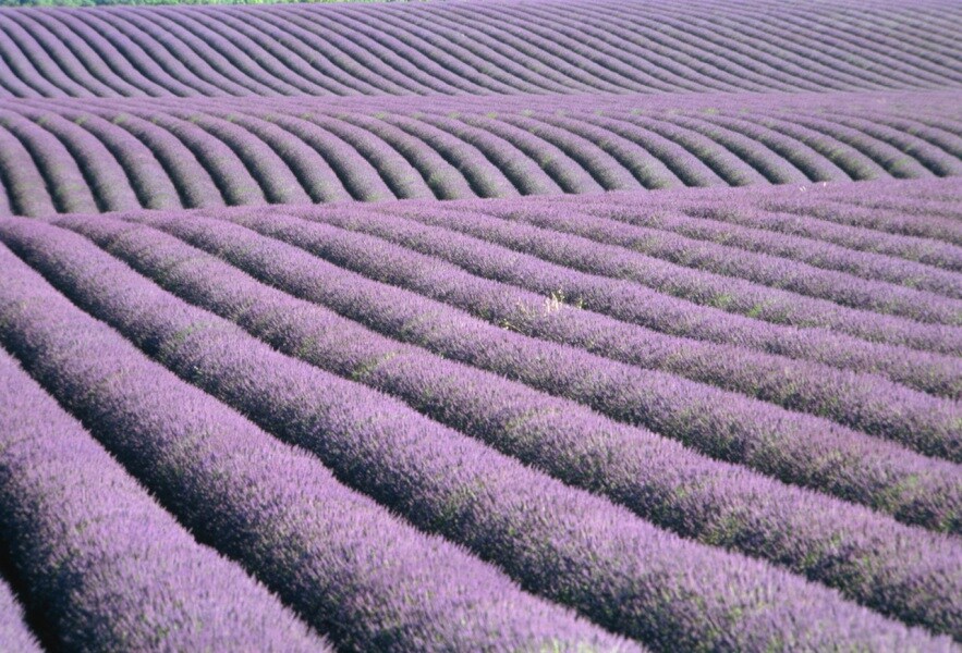 lavenderfield.900x600.jpg