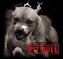 pit-bull.jpg