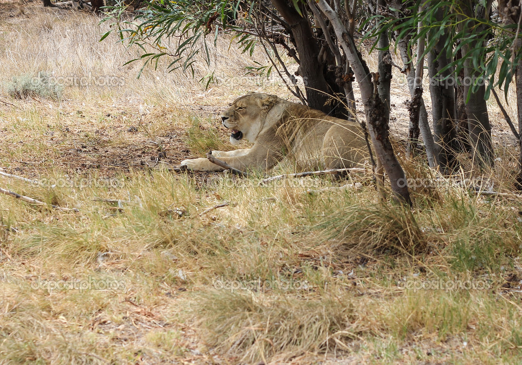 depositphotos_13301625-Lion-lying-under-a-tree.jpg