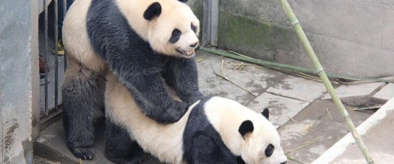 n-PANDA-SEX-large570.jpg