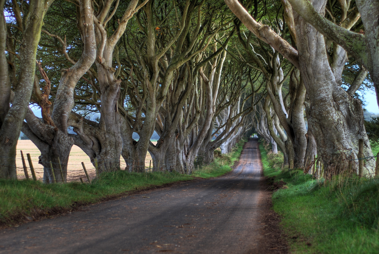 trees_ireland_tree_d50_dark_50mm_high_scary-824784.jpg!d