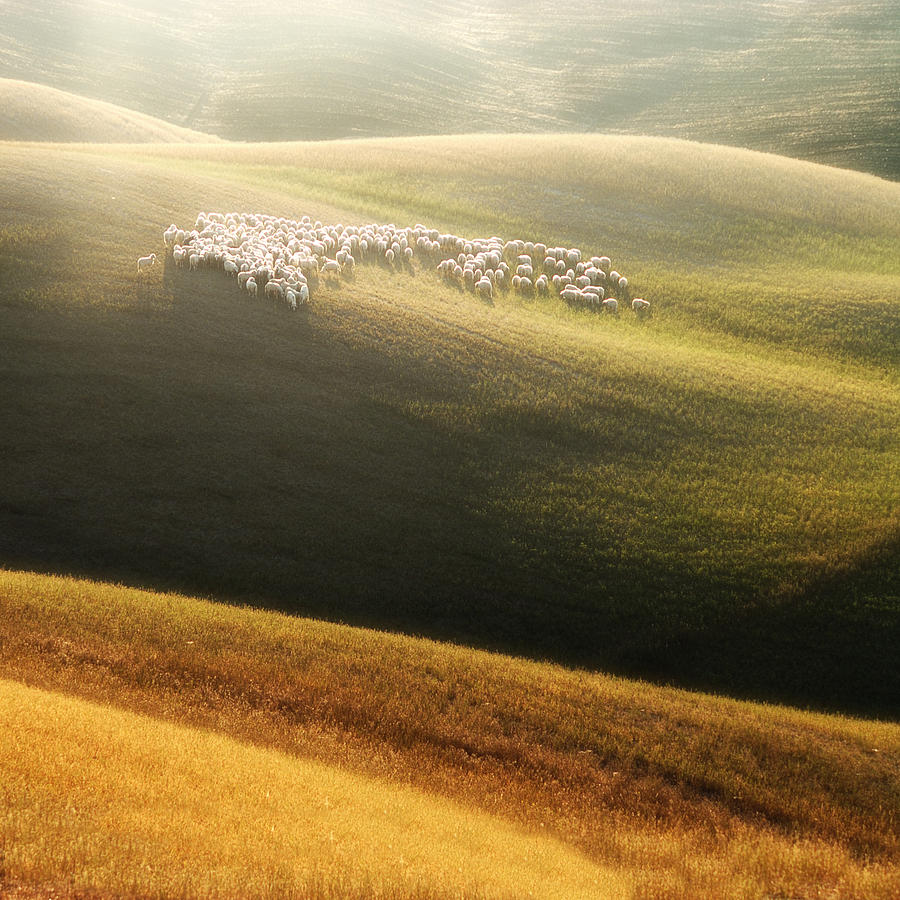 sheep-on-tuscan-waves-jaroslaw-pawlak.jpg