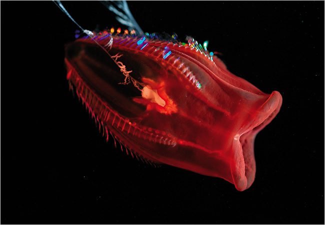 22deep_redmouth.jpg