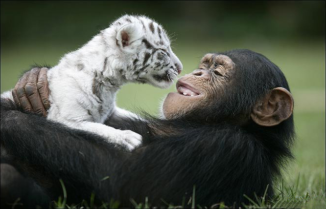 chimp-holding-baby-white-tiger.jpg