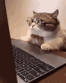 cat-computer.gif