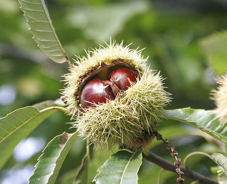 castagne.jpg