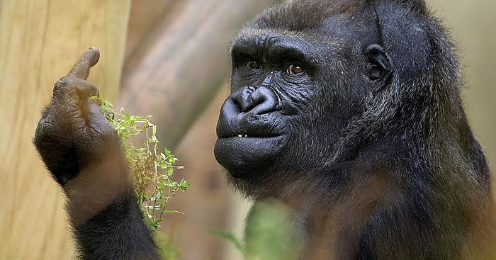 gorilla-mostra-dito-medio-zoo-bristol-bob-pitchford-4.jpg