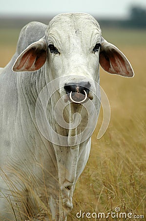 brahman-bull-328482.jpg