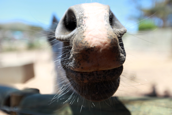 horse6.png