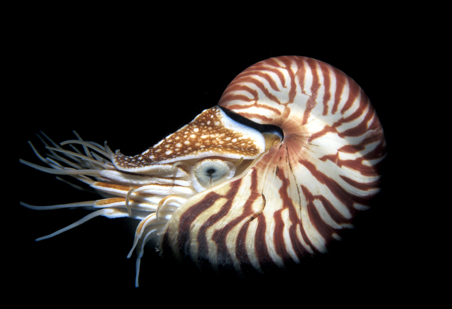 nautilus1.jpg