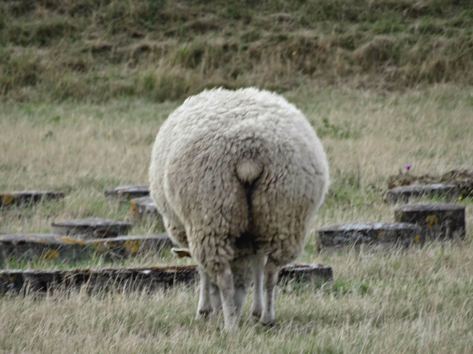 SheepButt.jpg