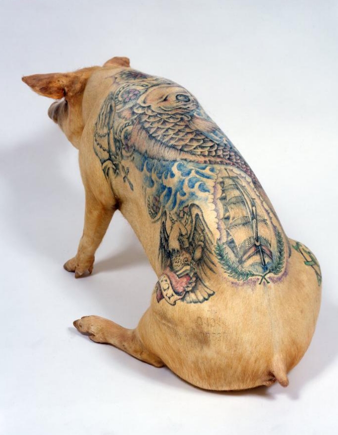 tatoo-pig.jpg