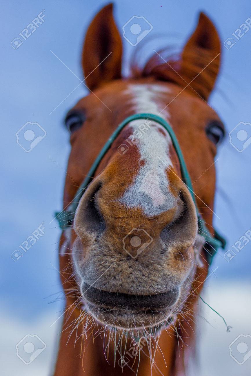 57135120-sorriso-cavallo-sul-cielo-di-sfondo-portret-Archivio-Fotografico.jpg