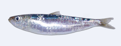 sardina.jpg
