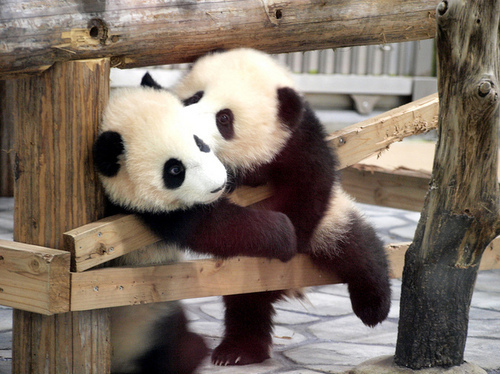 animal-cute-enzo-panda-Favim.com-118661.jpg