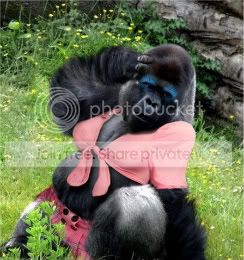 female-gorilla.jpg