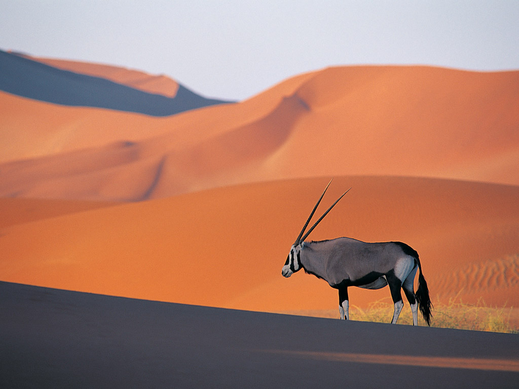 oryx-antelope.jpg