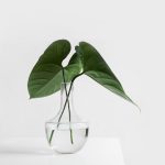 thestunningphotos.com