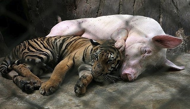 mixed-species-pig-and-tiger.jpg