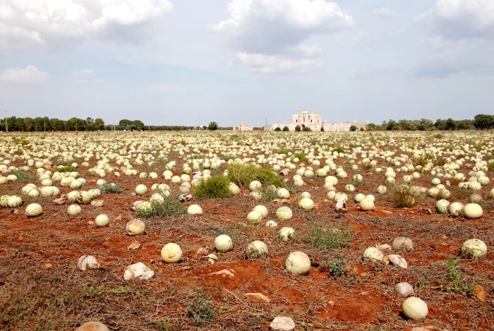 salento-campagna-meloni.jpg