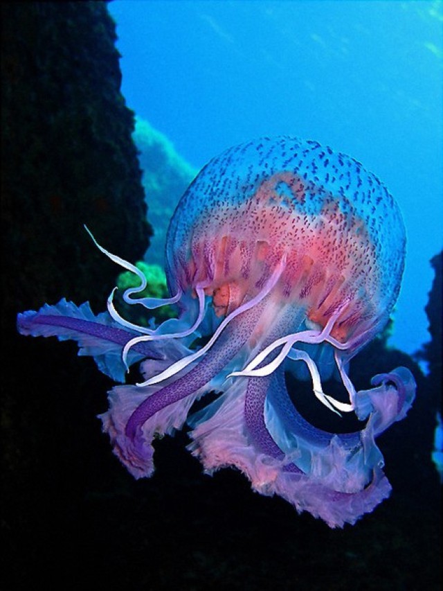 ocean-voyager-colorful-marine-life.jpg