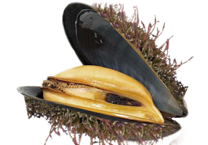 Cozze-Pelose-300x209.png