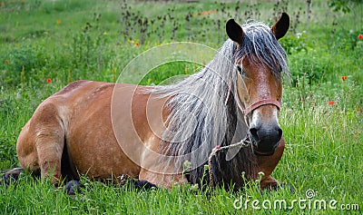 gray-hair-horse-beautiful-laying-grass-33679071.jpg