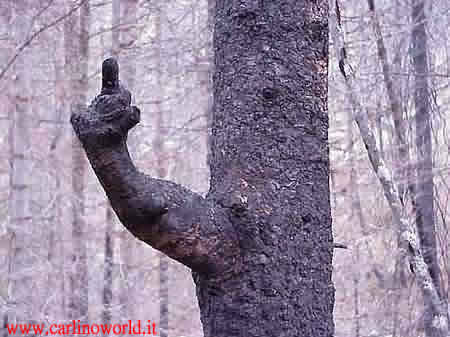 immagini_divertenti_albero.jpg