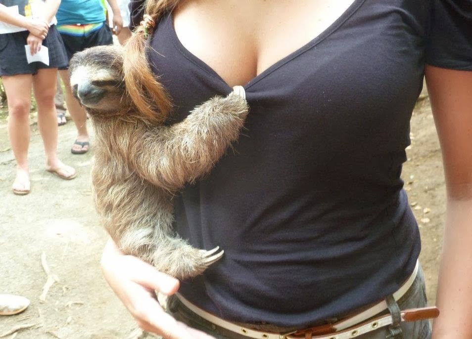 sloth-baby-cucciolo-seno-donna-bradipo-cub.jpg