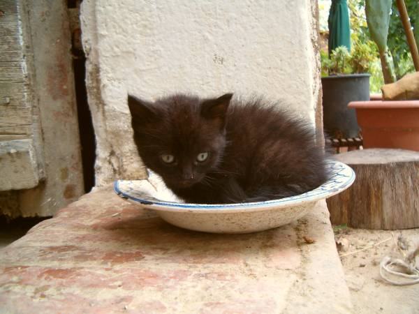 gattinopiatto.jpg