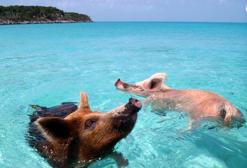 bahamas-swimming_pigs-w-cdorobek.jpg