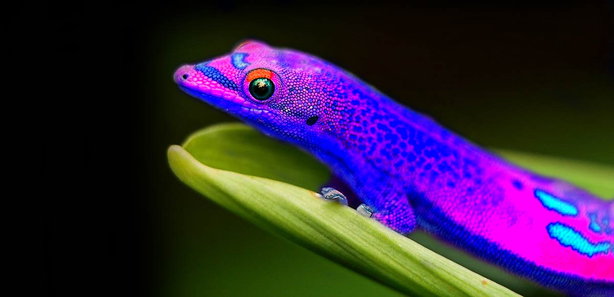 purply-blue-geko.jpg