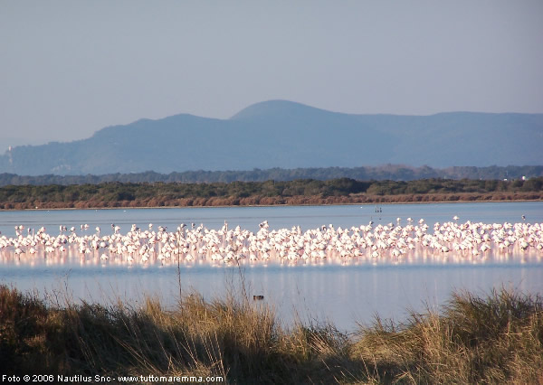 laguna%20di%20orbetello.jpg