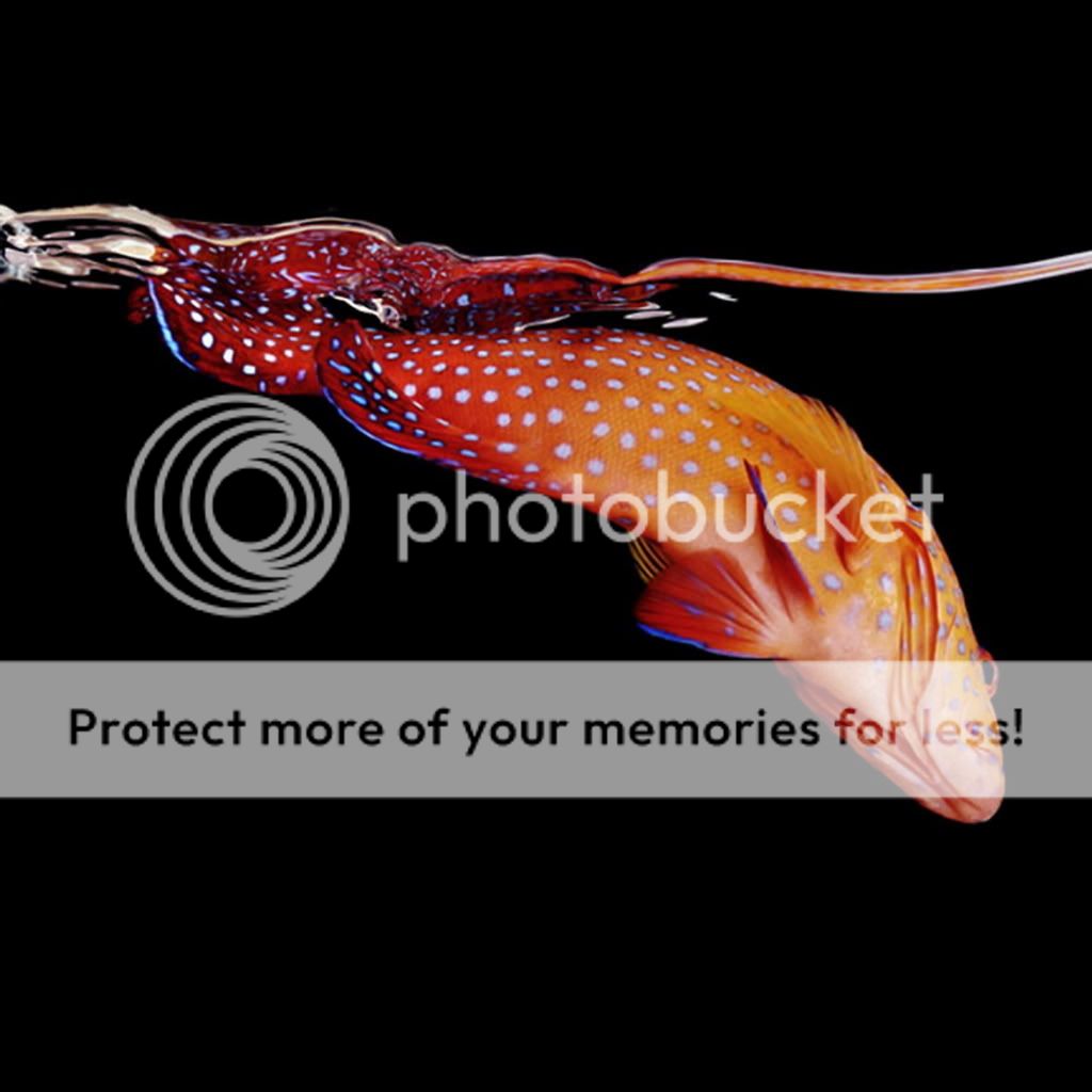 mark_laita_photo_10.jpg
