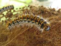 processionaria-larva.jpg