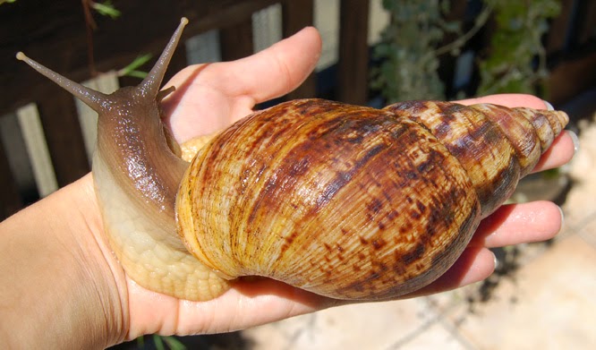 achatina-fulica-lumaca-gigante.jpg