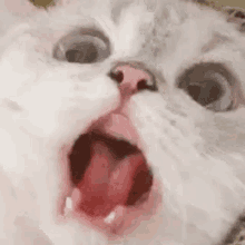cat-scared.gif