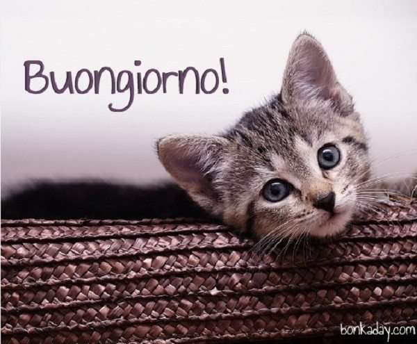 Immagini-buongiorno-gatto-600x495.jpg