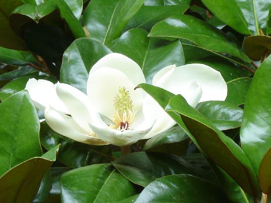 magnolia-at-magnolia.jpg