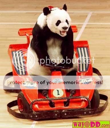 funny-pictures-panda-racer-17j.jpg