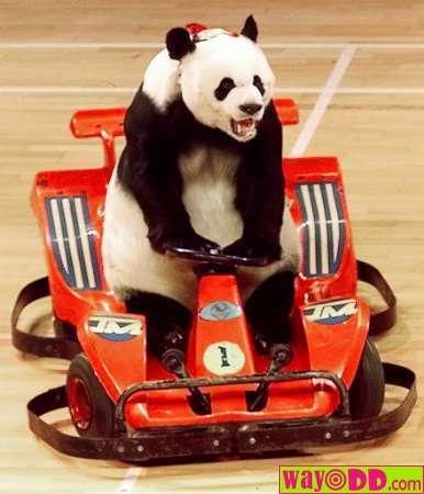 funny-pictures-panda-racer-17j.jpg