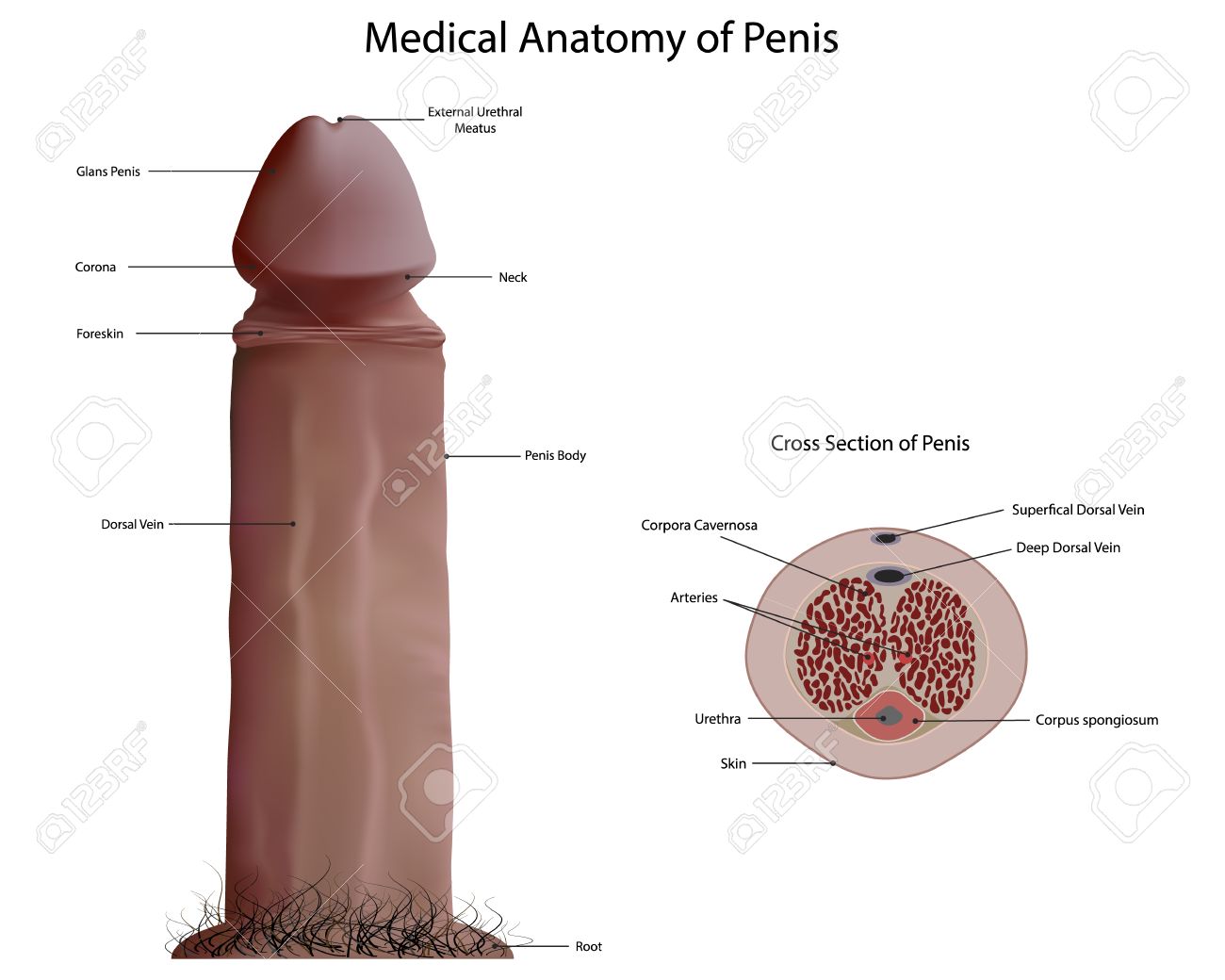 49449467-Anatomia-medica-di-pene-Archivio-Fotografico.jpg