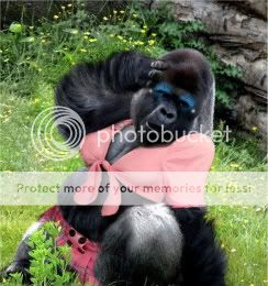 female-gorilla.jpg