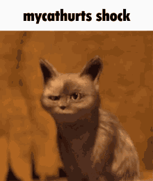 mycathurts-shock.gif